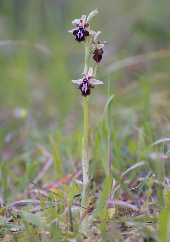 Orchidee di Creta: tra mitologia, montagne e natura, marzo 2015